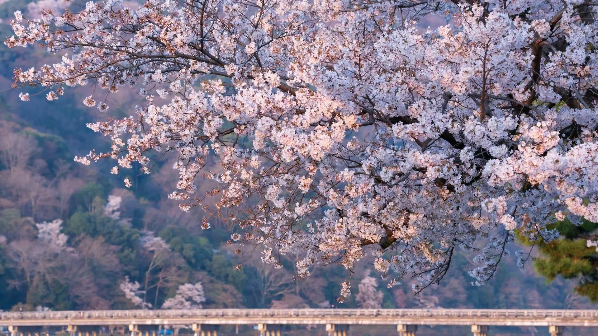 Hotel The Blossom Kyoto